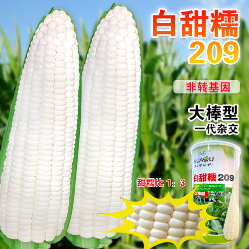 白甜糯水果玉米种籽种子春夏播
