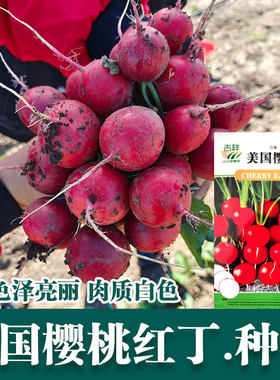 美国樱桃红丁萝卜种子好看好吃