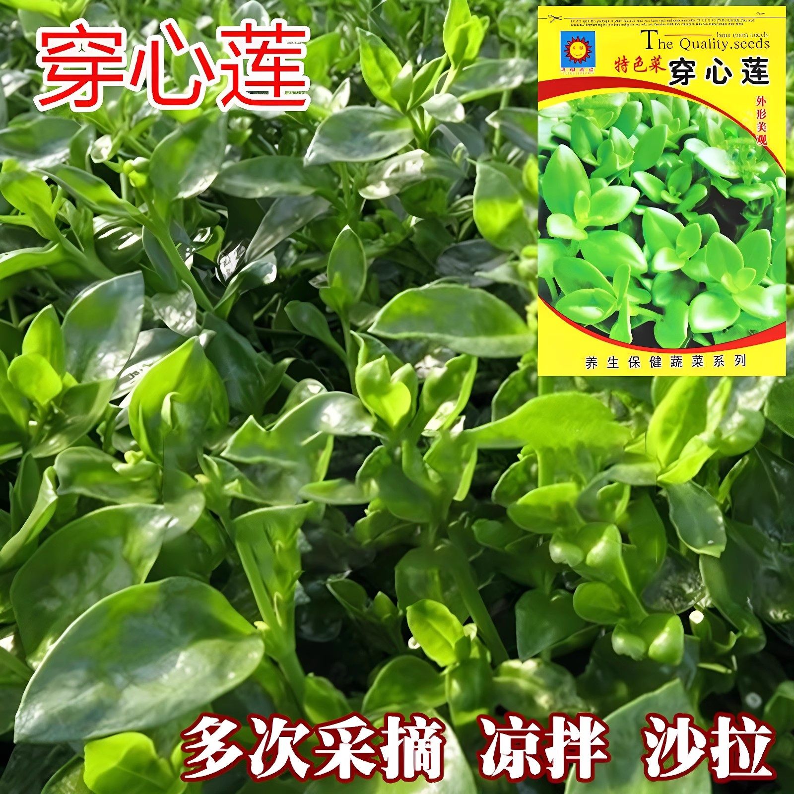 穿心莲种子穿心莲菜种子四季蔬菜种子阳台种菜菜籽盆栽秋季农家种,鲜花速递/花卉仿真/绿植园艺,家庭园艺种子,淘宝优惠券,粉丝福利购,淘宝优惠卷