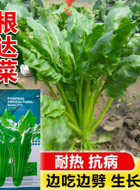 根达菜君达菜牛皮菜厚皮菜四季播