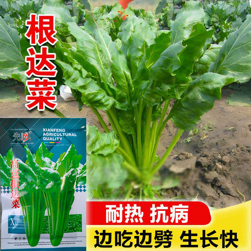 根达菜君达菜牛皮菜厚皮菜四季播