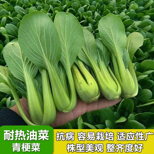 夏季 蔬菜青菜上海青种籽孑菜种 耐热青梗菜种子小油菜夏天种植