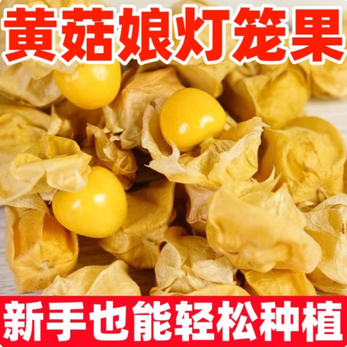 小姑娘种子黄菇娘果种红灯笼果实种子果阳台盆栽观赏水果种子 - 封面