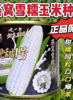 燕窝雪糯玉米种子白靚甜1号超甜