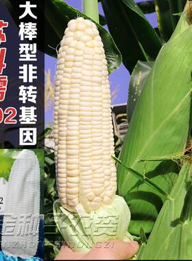苏科糯1902矮杆大棒糯玉米种子高产抗病超甜鲜食杂交大田四季种籽
