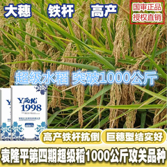 高产水稻种Y两优1998超高产杂交水稻种子高产谷种稻谷高产长稻种