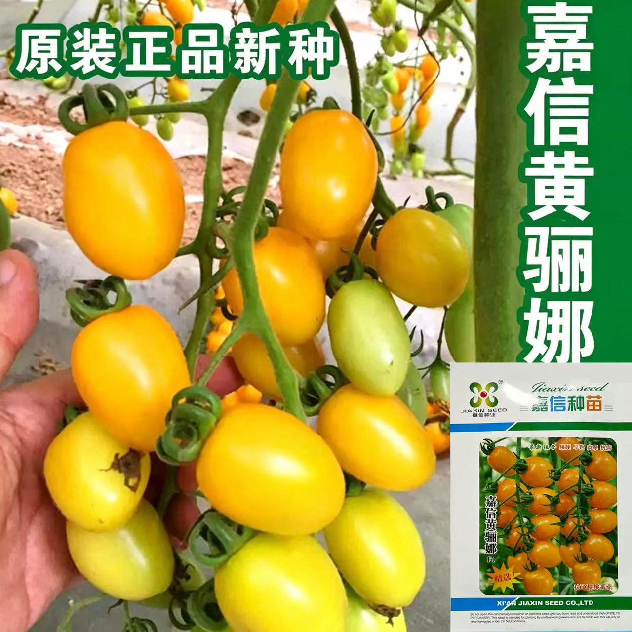 珍珠小番茄水果蔬菜种子