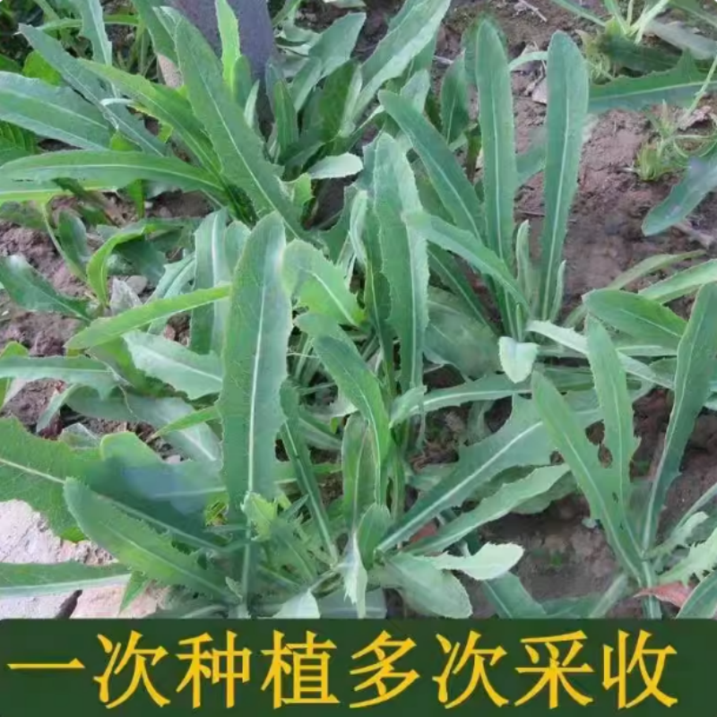 苦麻菜种子籽种农家野生苦菜野菜苦荬菜曲麻菜阳台四季播蔬菜种籽