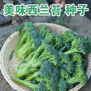 西兰苔种子种籽西兰花种籽苗秧苗芥蓝芥兰菜菜苔蔬菜孑菜心秧苔菜