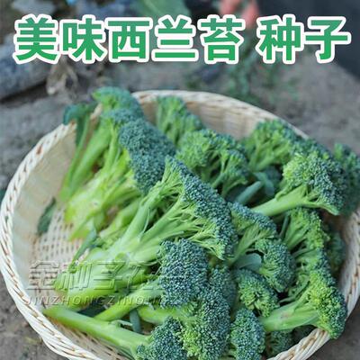 西兰苔苗荠苗种适合四季种植