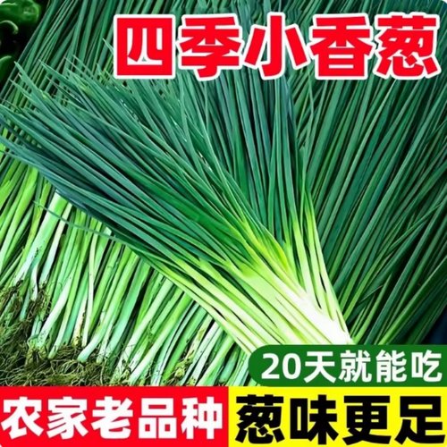 庭院阳台盆栽四季易种蔬果小香葱