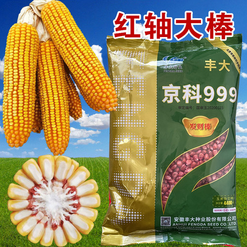 郑单958杂交大田玉米种籽