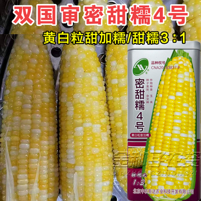 密甜糯4号超黏糯甜玉米种子