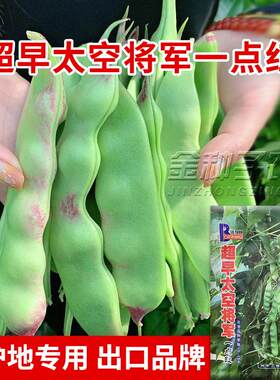 油豆角种子无筋无柴面糊豆角