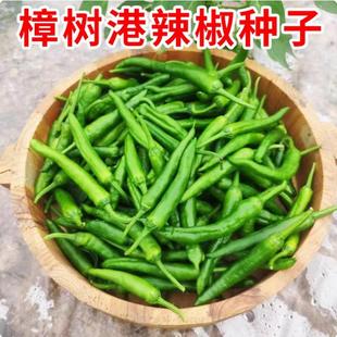 中科香辣港椒樟树港辣椒种子湖南小辣椒籽小尖椒种子羊角椒蔬菜种