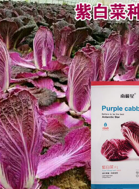 紫白菜种籽紫色大白菜种子四季秋播菜籽农家籽种冬季蔬菜种孑大全