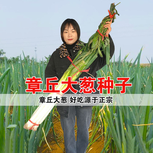 大葱种子山东章丘四季葱种子