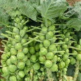 Капустная капуста баозская капуста, семена овощей, фиолетовые семена с небольшими капусными рулонами капусты, капусты, капусты