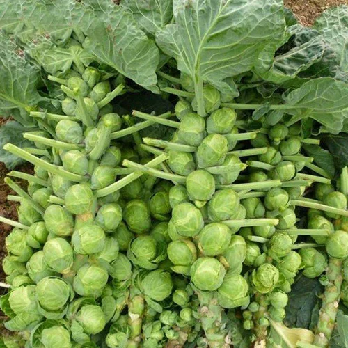 Капустная капуста баозская капуста, семена овощей, фиолетовые семена с небольшими капусными рулонами капусты, капусты, капусты