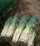 Аутентичные Шандун Чандзиу -Селоон Семена Семена Овощные семена овощные семена Новые семена овощной овощи Зеленые семена осень и зима