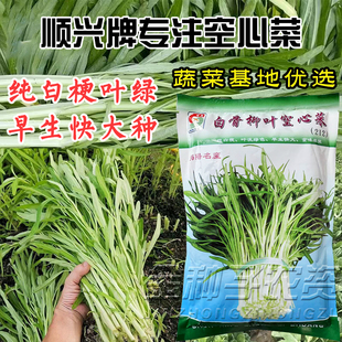 正宗白梗空心菜种子柳叶四季高产白骨通心菜尖叶耐热耐寒白杆雍菜