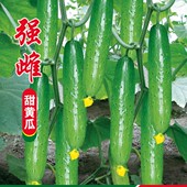 春秋强雌甜黄瓜种子一叶一瓜压塌架早熟青皮绿肉高产四季 水果黄瓜