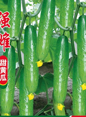 春秋强雌甜黄瓜种子一叶一瓜压塌架早熟青皮绿肉高产四季水果黄瓜