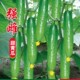 春秋强雌甜黄瓜种子一叶一瓜压塌架早熟青皮绿肉高产四季 水果黄瓜