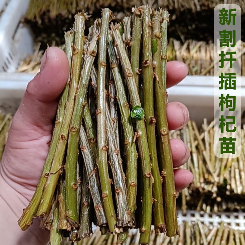 枸杞树苗食用枸杞叶苗菜苗枸杞苗枸杞子盆栽树桩绿植植物室内老桩图片