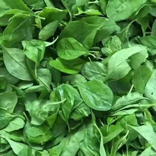 枸杞叶新鲜食用枸杞叶菜枸杞嫩叶枸杞菜煲汤枸杞纯叶农家现摘现发