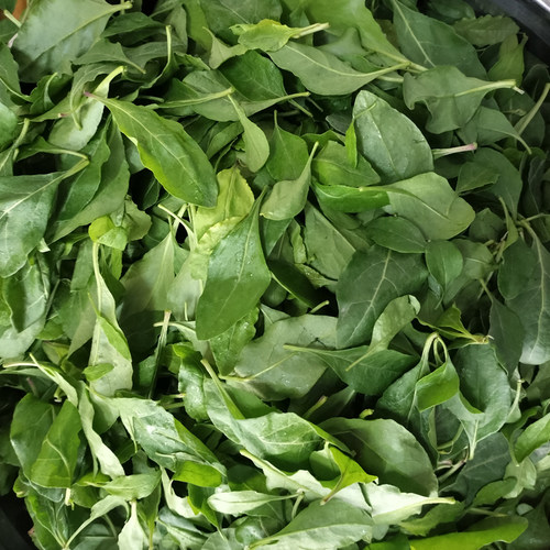 现摘现发叶子新鲜枸杞嫩叶蔬菜当季煮汤野生农家煲汤食用枸杞嫩叶