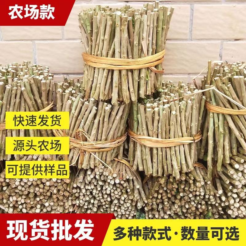 广东家庭阳台可吃用大叶枸杞菜苗盆景树苗庭院枸杞叶新鲜食用当季图片