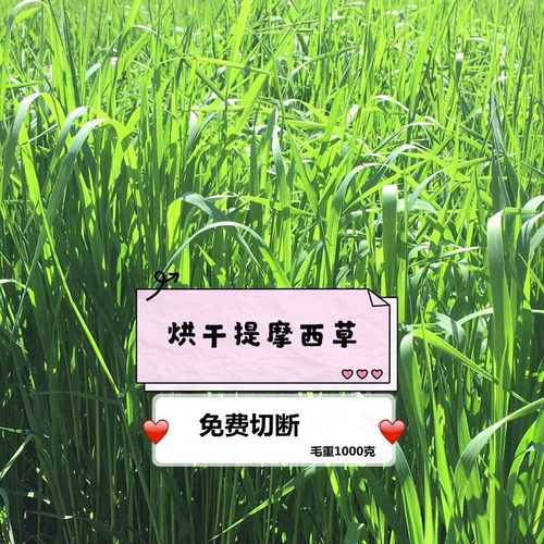 现货2025年烘干提摩西干草整颗香脆龙猫兔兔仓鼠荷兰猪包邮岷兰尔