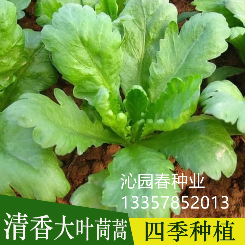 大叶茼蒿种子室内阳台盆栽蔬菜种孑四季菜籽冬季播种的皇帝菜种籽