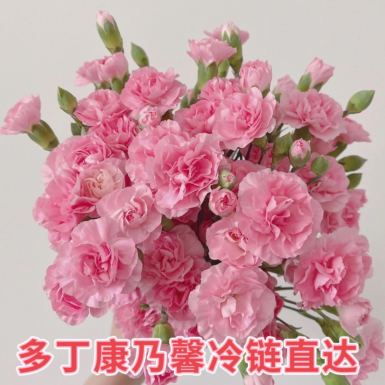 鲜花云南昆明康乃馨水养鲜切花