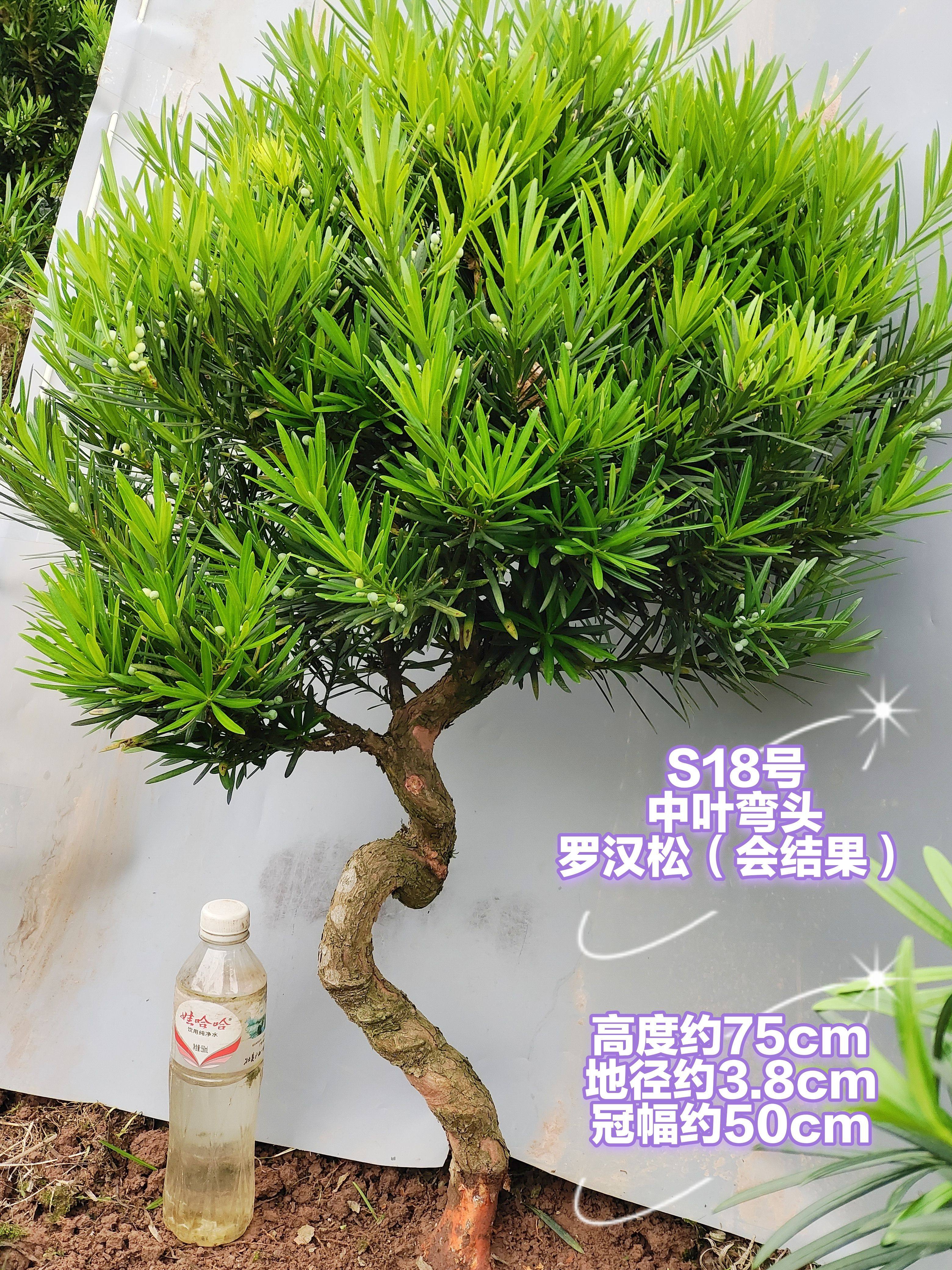 罗汉松一物一拍，选图发货，树桩造型树苗金钻米叶雀舌红芽绿植