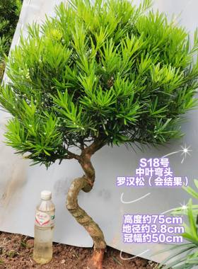 罗汉松一物一拍，选图发货，树桩造型树苗金钻米叶雀舌红芽绿植