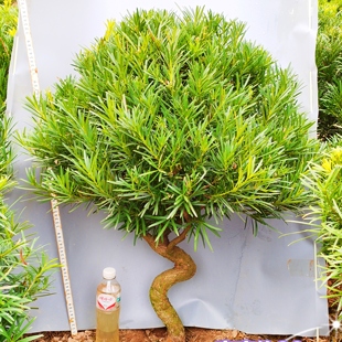 罗汉松一物一拍 树桩造型树苗金钻米叶雀舌红芽绿植 选图发货