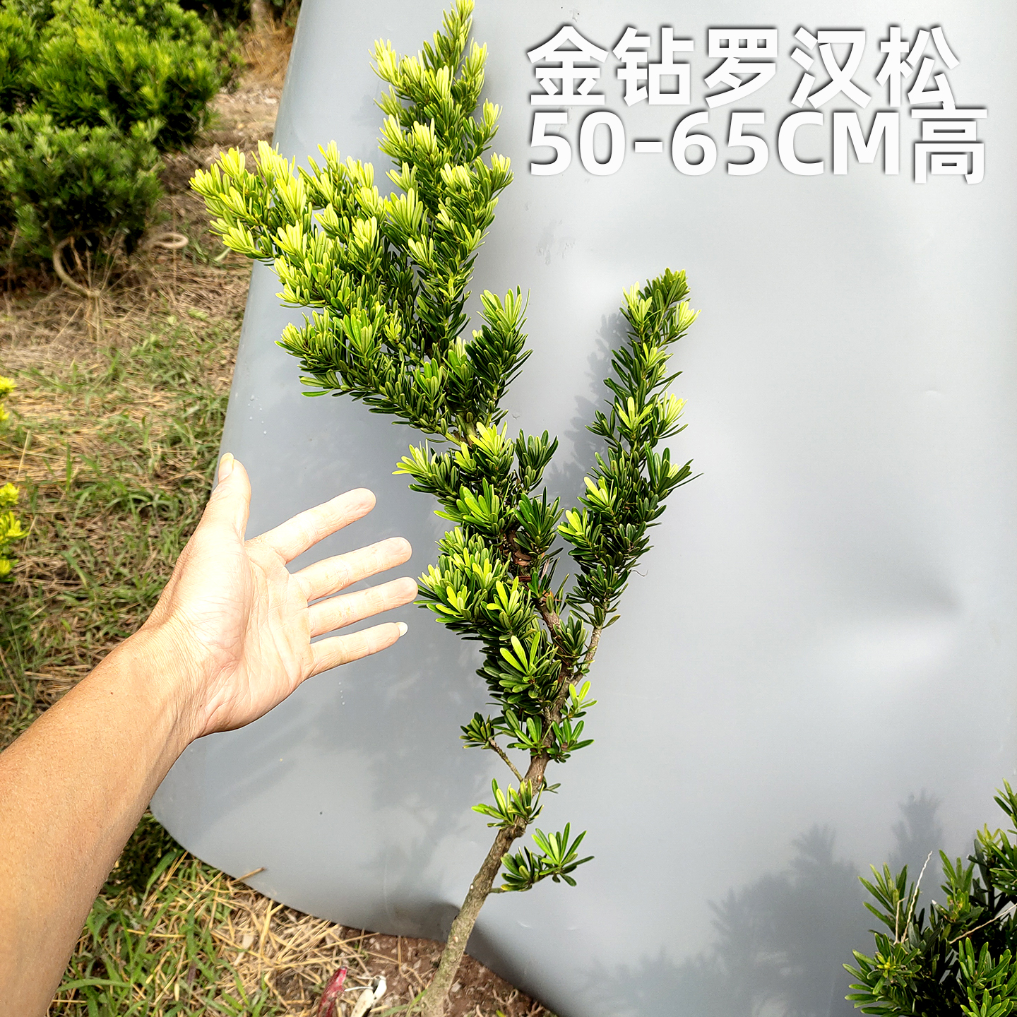 金钻罗汉松绿化苗台湾罗汉松