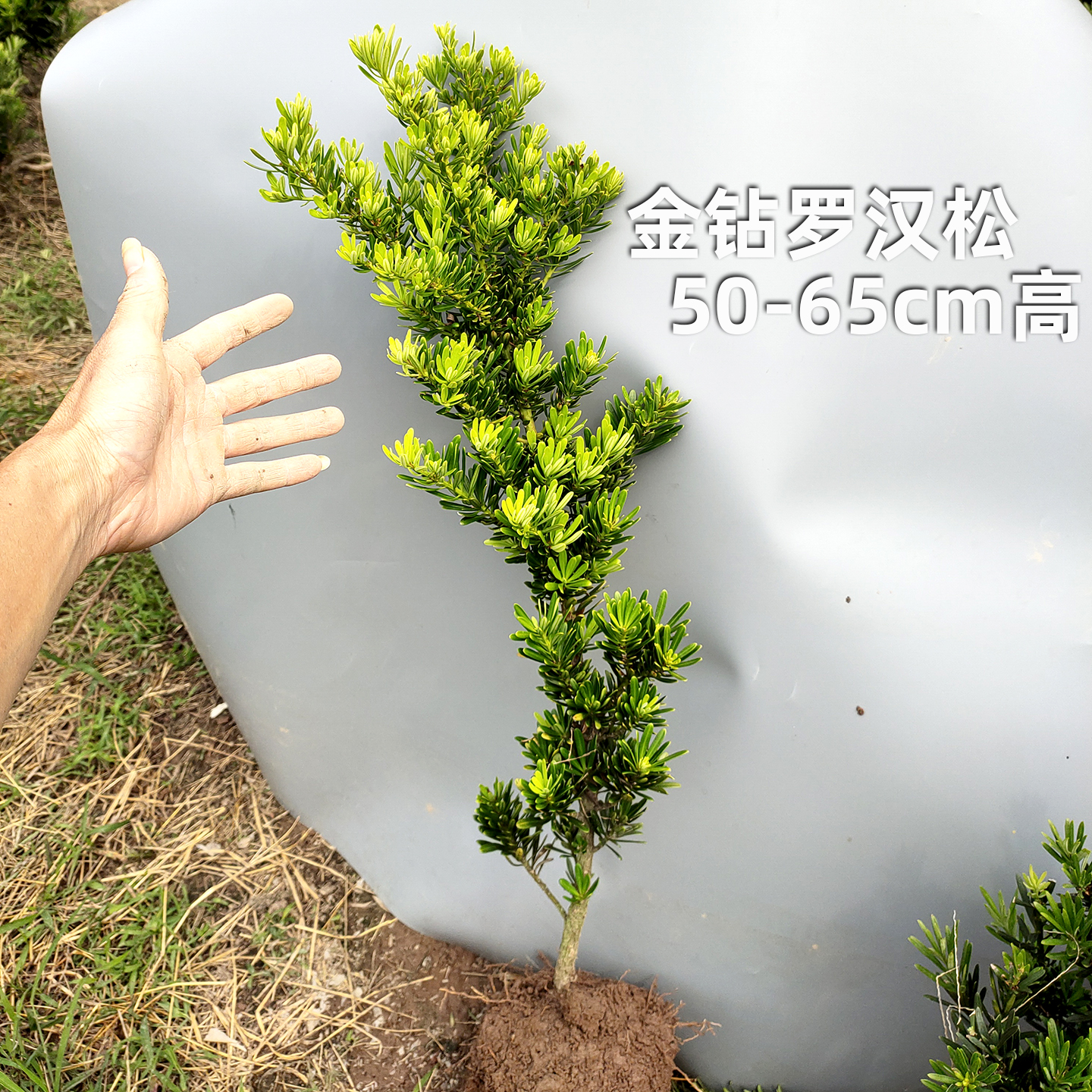 金钻罗汉松庭院阳台趣味美观