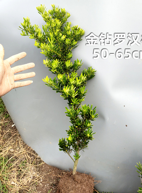 金钻罗汉松 台湾罗汉松 造型绿植树苗庭院阳台种植绿化盆栽花卉
