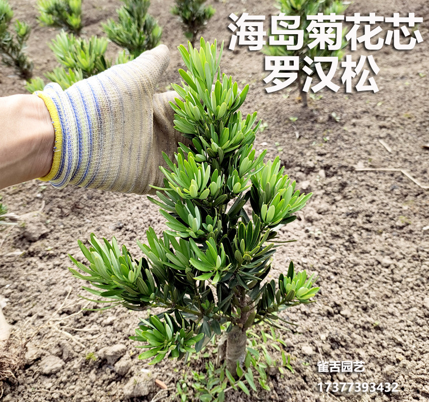 海岛菊花芯罗汉松 树苗会结果的罗汉松盆栽绿植造型