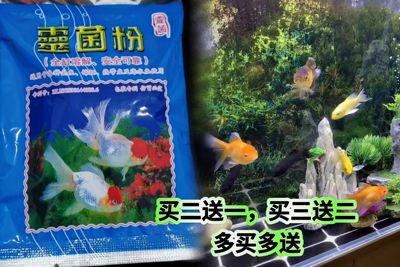灵菌粉消毒净水剂观赏鱼缸锦鲤鹉白点水族黄粉净化水质清澈金鱼
