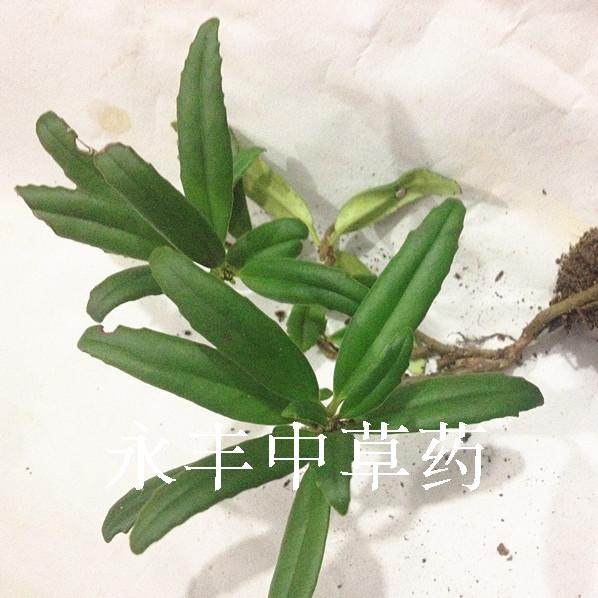 中草药 石吊兰 石泽兰 小泽兰 干品