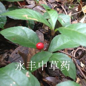 中草药 野生矮地茶 叶下红 紫金牛 平地木 地桔