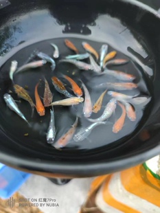 观背青鳉冷水鱼黄金布郎小町红白长鳍大蛇青鳉鱼卵0-40的度可活