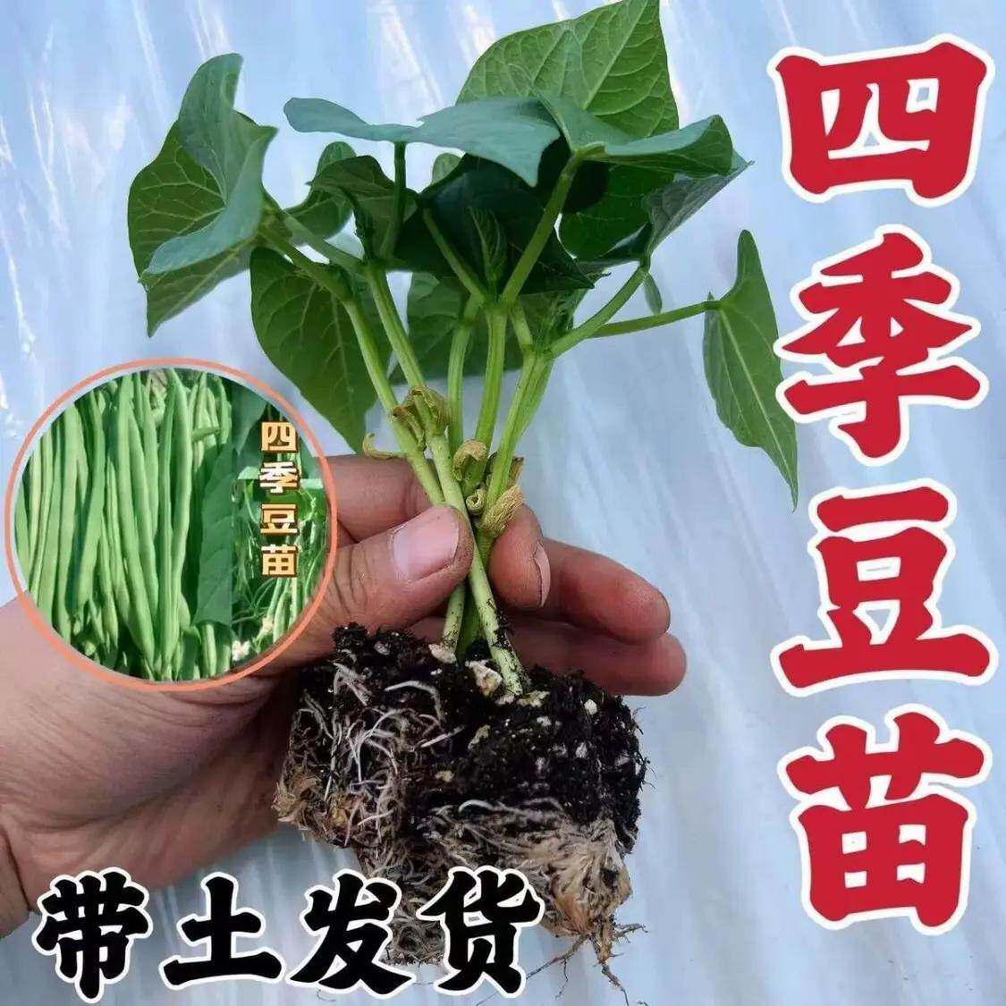 【30天热销1028件】四季豆角苗长豆角苗缸豆角苗无架有架四季豆苗