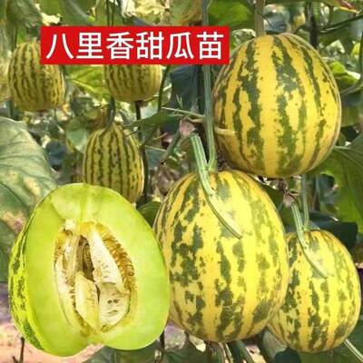 花皮甜瓜苗超甜花蕾蜜香瓜甜瓜苗秧薄皮八里香甜瓜苗子孑春季带土