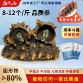海浪岛开袋即食海参8 9A过年货送长辈礼品盒特产 12头孕婴级家庭装