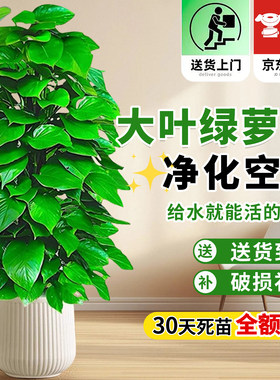 【顺丰包邮送货上门】大叶绿萝柱